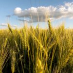 radio emprearia biodiesel