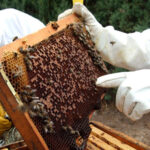 Diana Aguirre, de la Cooperativa Eireté Porá: el rol de la apicultura en la Economía Social