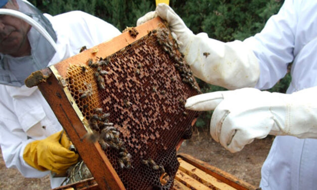 Diana Aguirre, de la Cooperativa Eireté Porá: el rol de la apicultura en la Economía Social